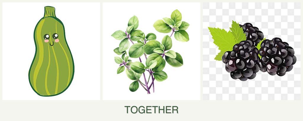 Can you plant zucchini, oregano and blackberries together?