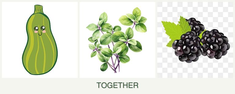 Can you plant zucchini, oregano and blackberries together?