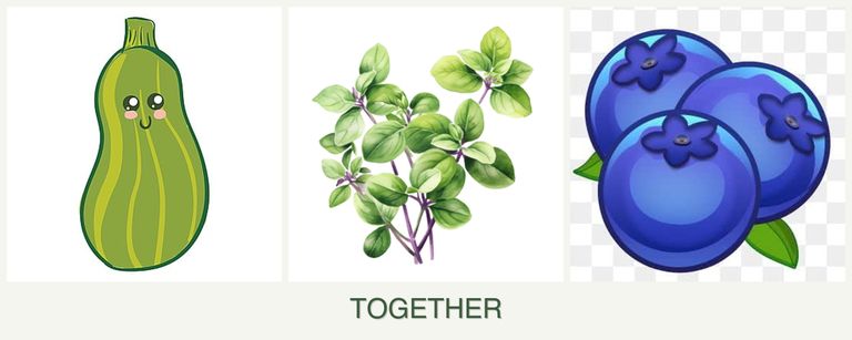 Can you plant zucchini, oregano and blueberries together?