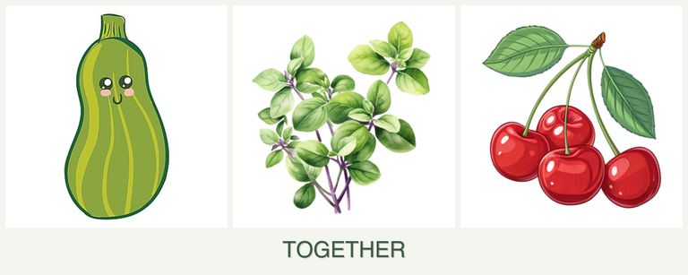 Can you plant zucchini, oregano and cherries together?