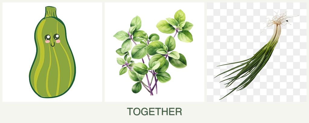 Can you plant zucchini, oregano and chives together?