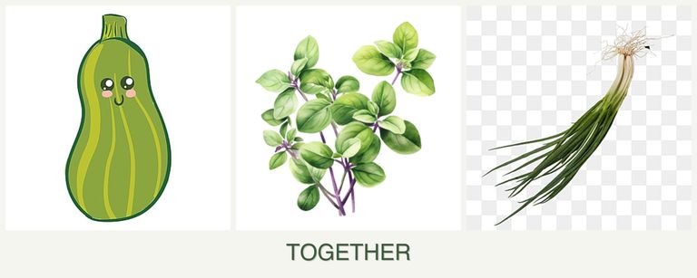 Can you plant zucchini, oregano and chives together?