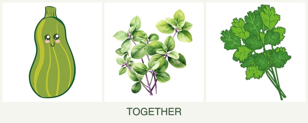 Can you plant zucchini, oregano and cilantro together?