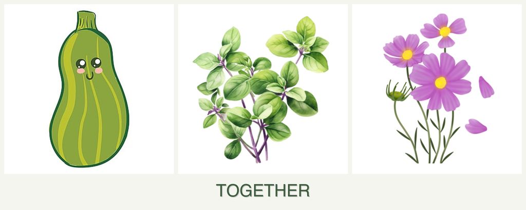 Can you plant zucchini, oregano and cosmos together?