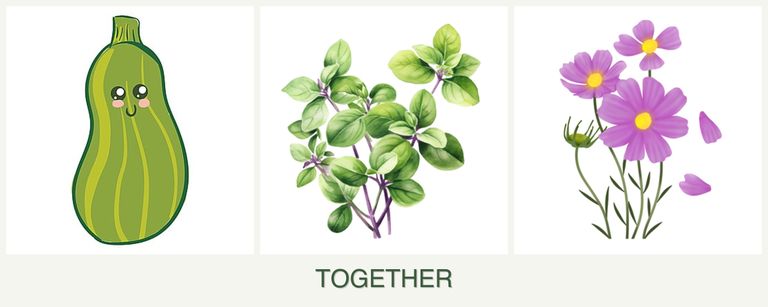 Can you plant zucchini, oregano and cosmos together?