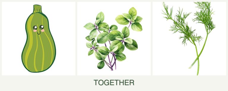 Can you plant zucchini, oregano and dill together?