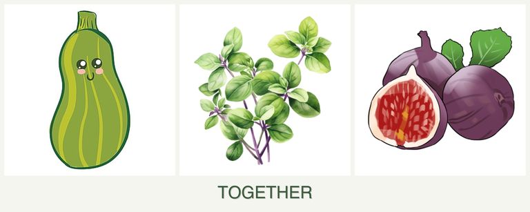 Can you plant zucchini, oregano and figs together?