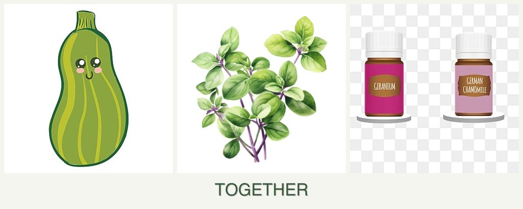Can you plant zucchini, oregano and geraniums together?