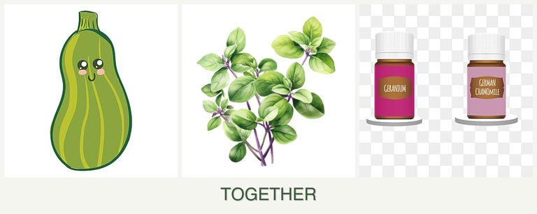 Can you plant zucchini, oregano and geraniums together?