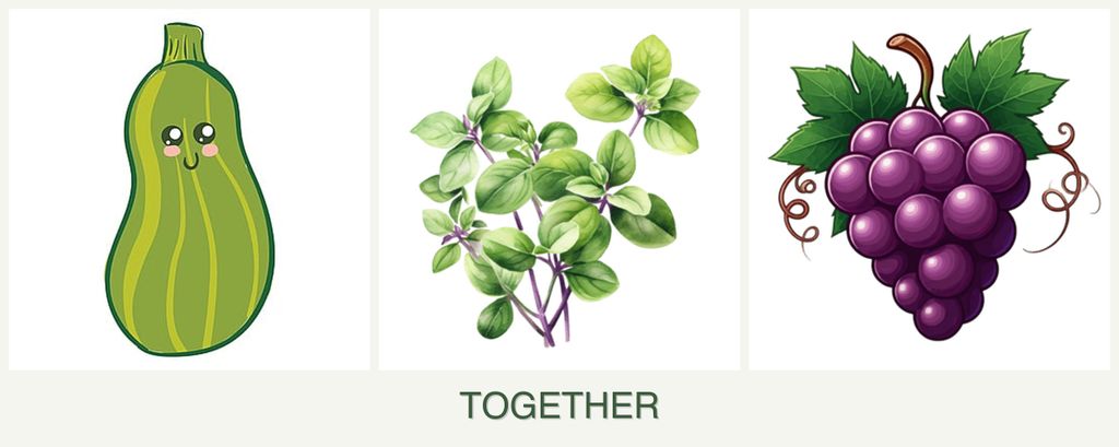 Can you plant zucchini, oregano and grapes together?