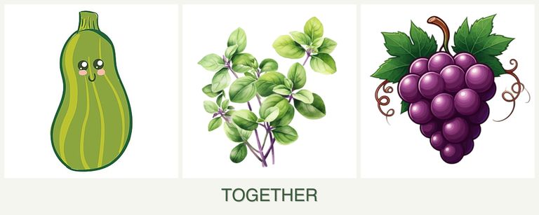 Can you plant zucchini, oregano and grapes together?