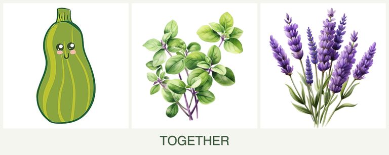 Can you plant zucchini, oregano and lavender together?
