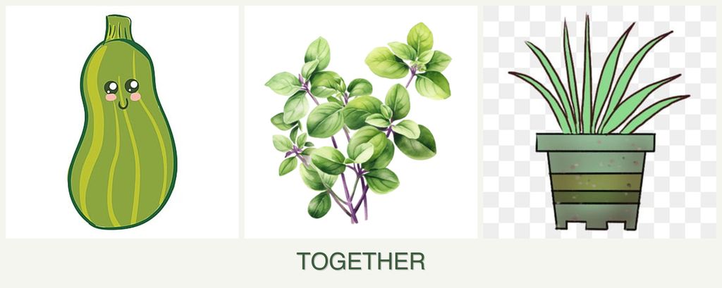 Can you plant zucchini, oregano and lemongrass together?