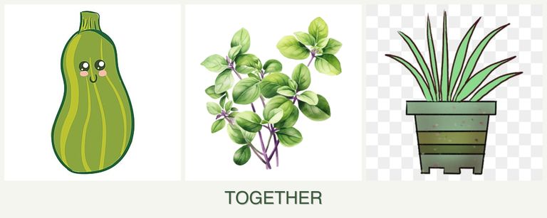 Can you plant zucchini, oregano and lemongrass together?