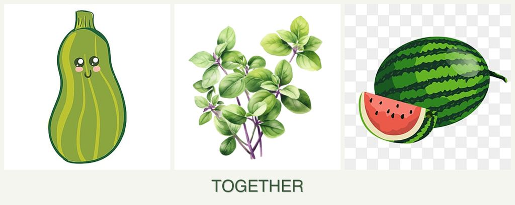 Can you plant zucchini, oregano and melons together?