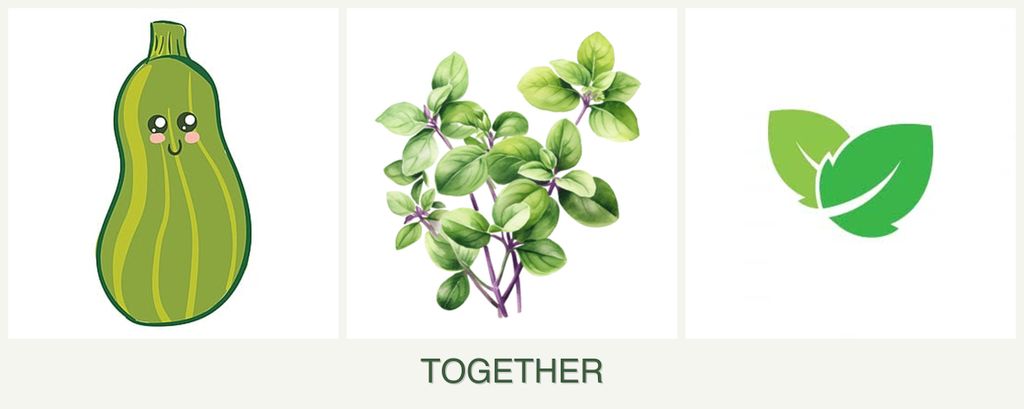 Can you plant zucchini, oregano and mint together?