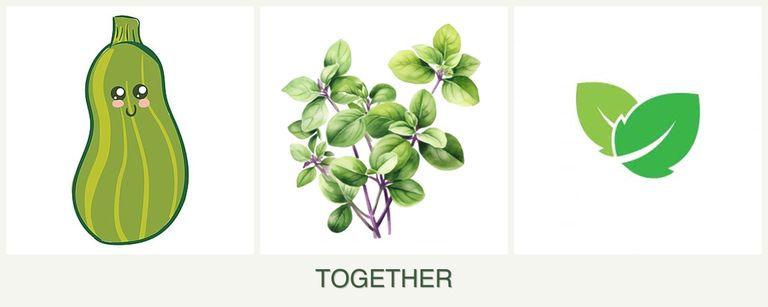 Can you plant zucchini, oregano and mint together?