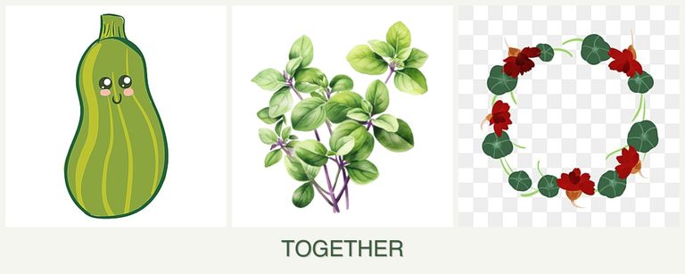 Can you plant zucchini, oregano and nasturtiums together?