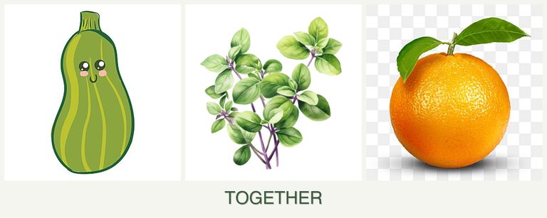 Can you plant zucchini, oregano and oranges together?