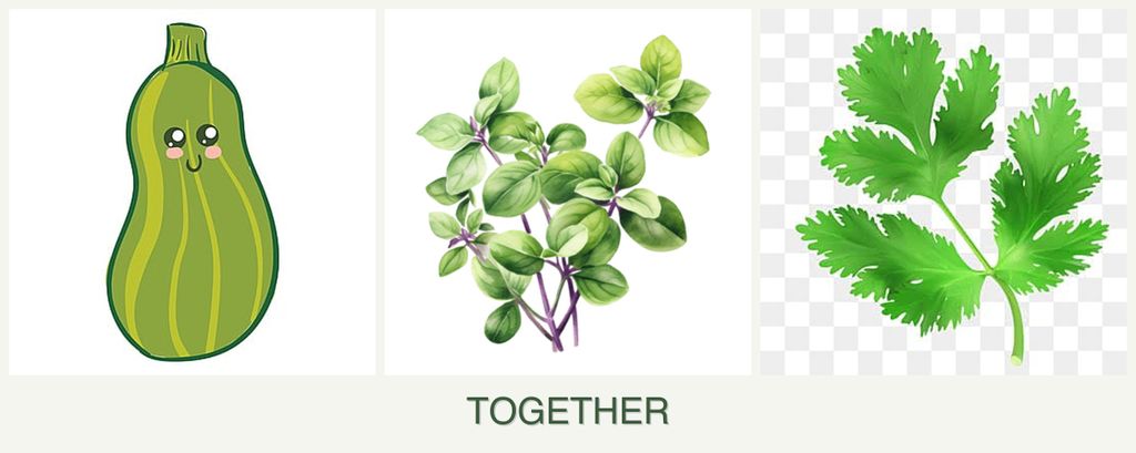 Can you plant zucchini, oregano and parsley together?