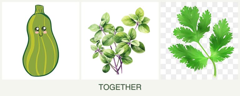 Can you plant zucchini, oregano and parsley together?