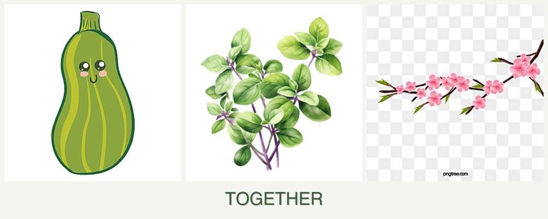 Can you plant zucchini, oregano and peaches together?
