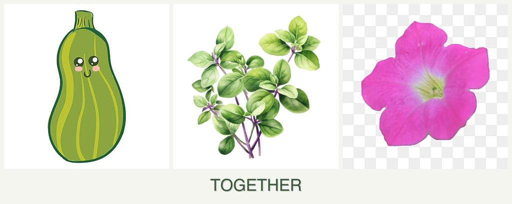 Can you plant zucchini, oregano and petunias together?