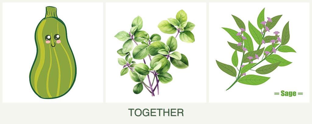 Can you plant zucchini, oregano and sage together?