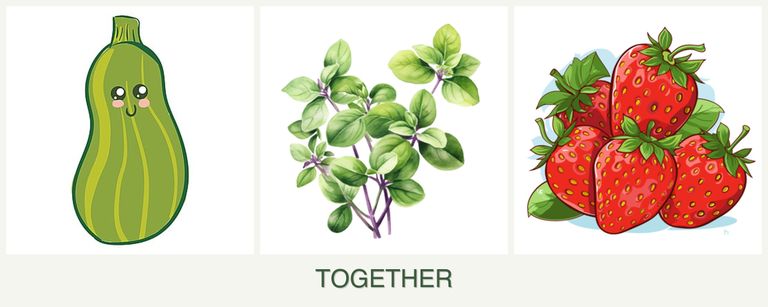 Can you plant zucchini, oregano and strawberries together?