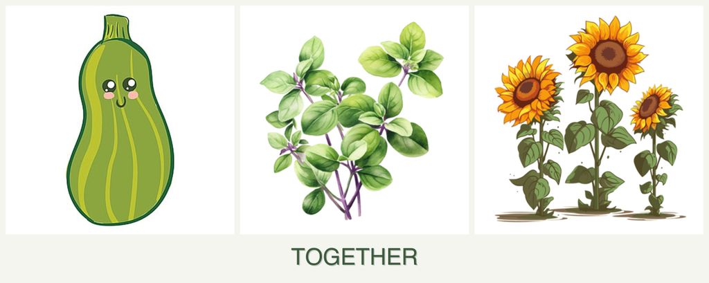 Can you plant zucchini, oregano and sunflowers together?