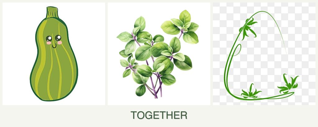 Can you plant zucchini, oregano and tarragon together?
