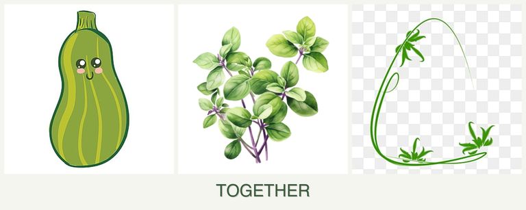 Can you plant zucchini, oregano and tarragon together?