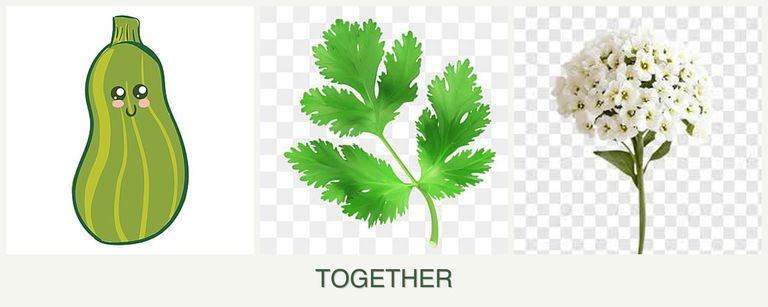 Can you plant zucchini, parsley and alyssum together?
