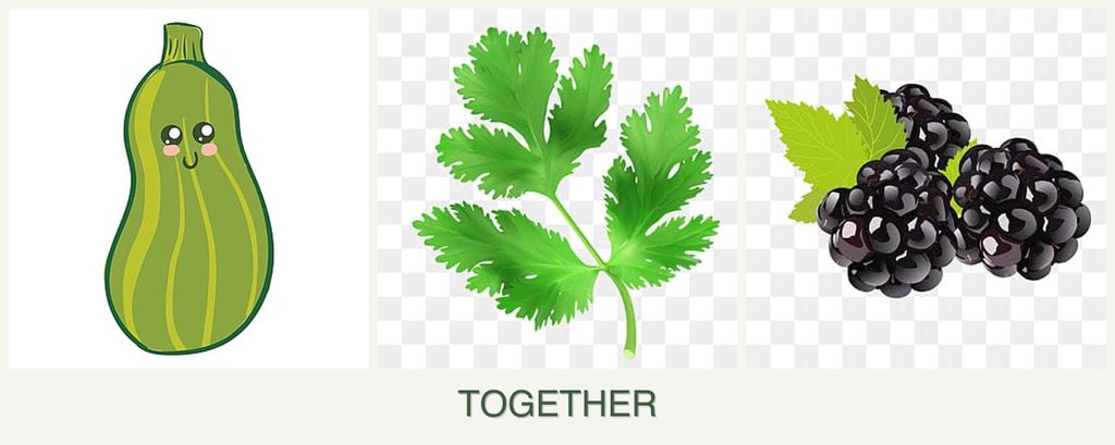 Can you plant zucchini, parsley and blackberries together?