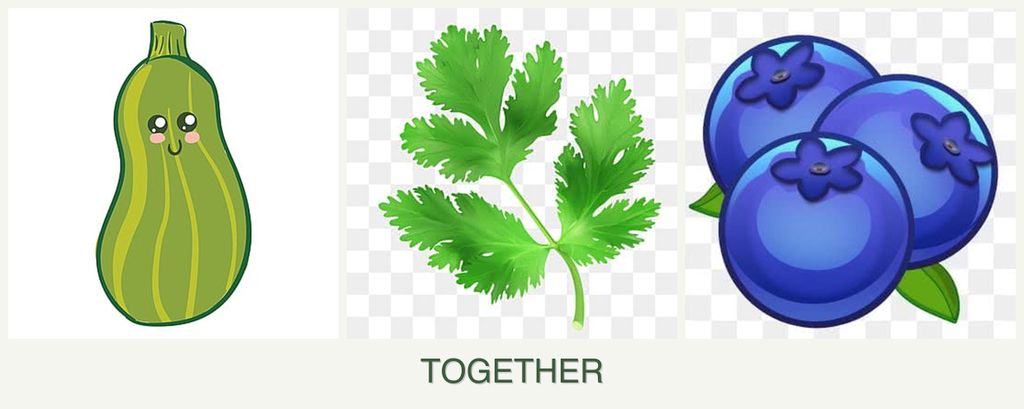 Can you plant zucchini, parsley and blueberries together?