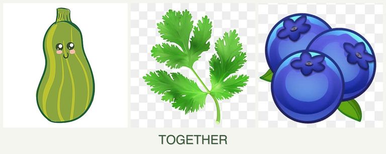 Can you plant zucchini, parsley and blueberries together?