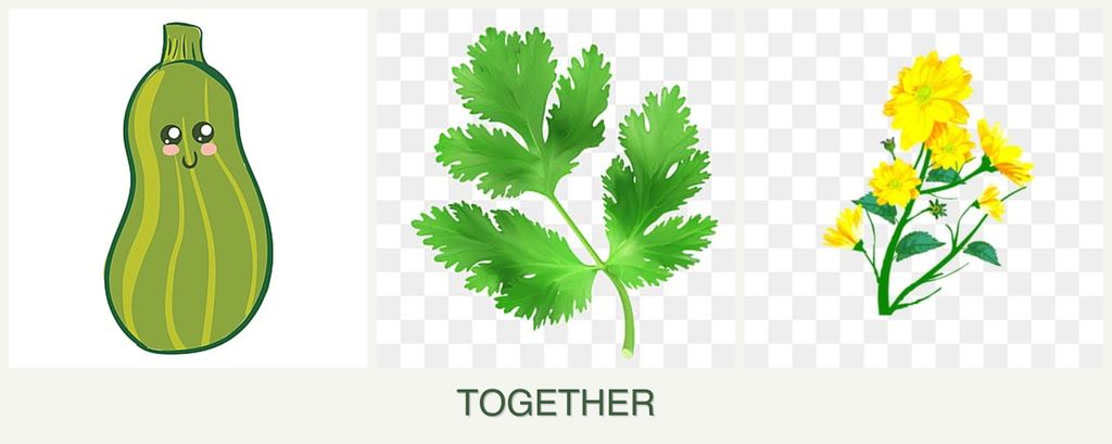 Can you plant zucchini, parsley and calendula together?