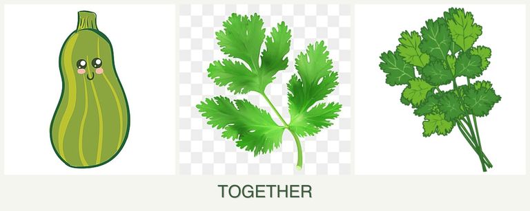 Can you plant zucchini, parsley and cilantro together?