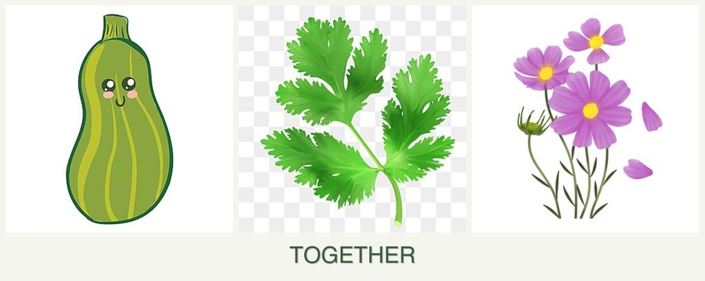 Can you plant zucchini, parsley and cosmos together?