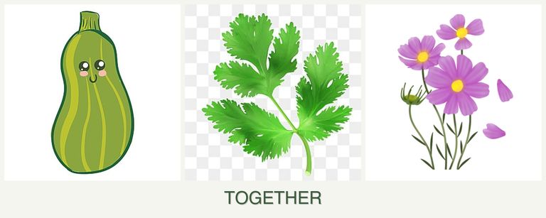 Can you plant zucchini, parsley and cosmos together?