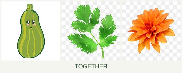 Can you plant zucchini, parsley and dahlias together?