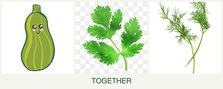 Can you plant zucchini, parsley and dill together?