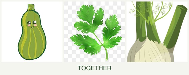 Can you plant zucchini, parsley and fennel together?