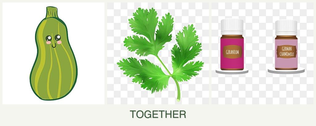 Can you plant zucchini, parsley and geraniums together?