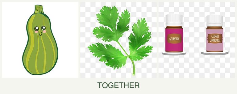Can you plant zucchini, parsley and geraniums together?