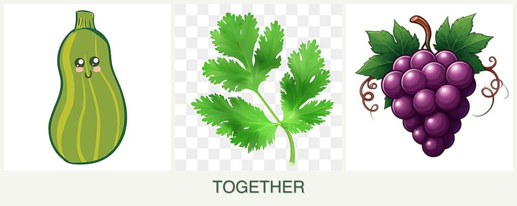Can you plant zucchini, parsley and grapes together?