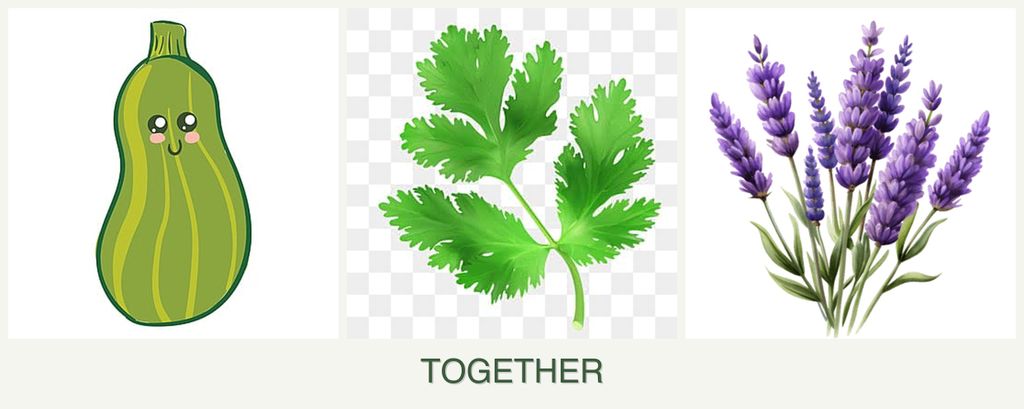 Can you plant zucchini, parsley and lavender together?