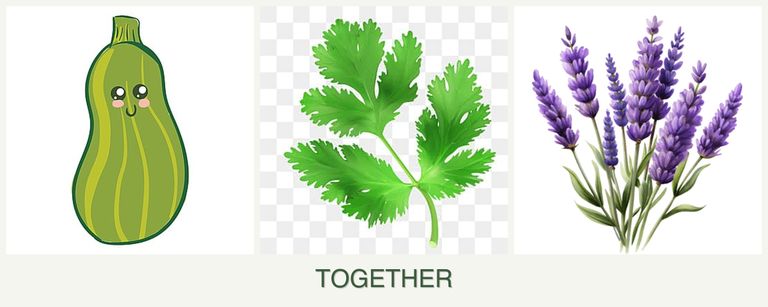 Can you plant zucchini, parsley and lavender together?