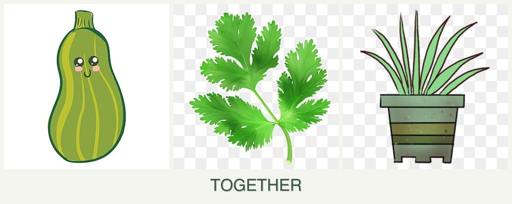 Can you plant zucchini, parsley and lemongrass together?