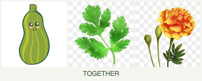 Can you plant zucchini, parsley and marigolds together?
